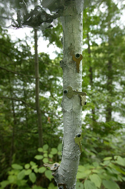 Land Art œuvres numériques de Vandière peintre et sculpteure