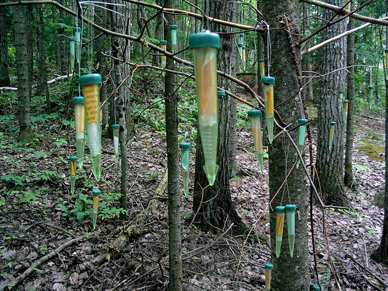Land Art œuvres numériques de Vandière peintre et sculpteure